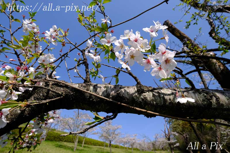 狭山自然公園の桜